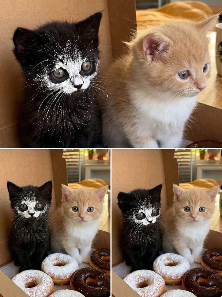 catshealdeprsn's tweet image. 