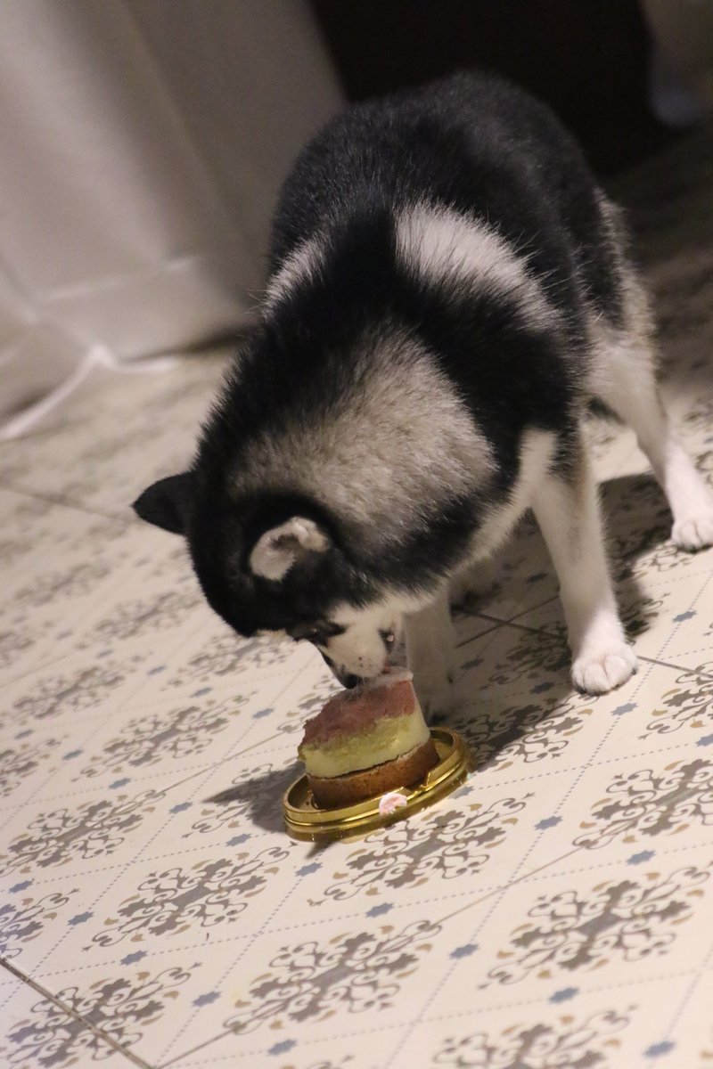 ดาราสาวกับเค้กวันเกิดครบ 1 ขวบ น้องกินแซบมาก 555 ไม่เงยหน้ามาคุยกับใครเลย 

ปล. ถ่ายเวนดี้มาเยอะเหมือนกันนะนี่