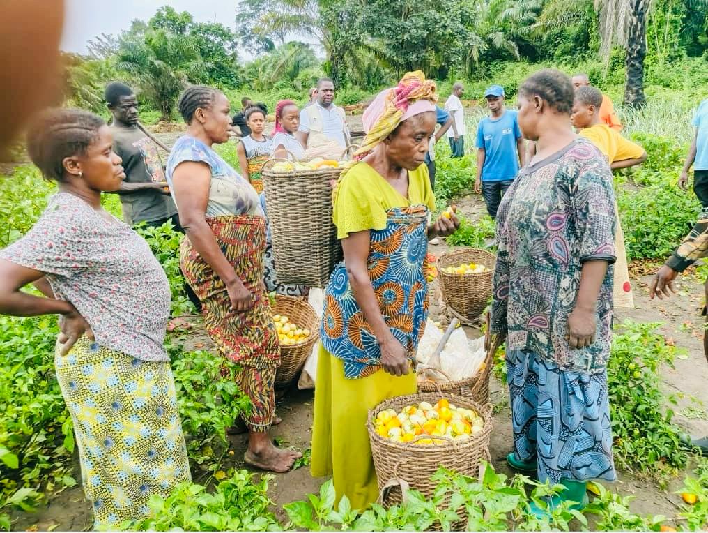 Apedcrdc's tweet image. Récolte des aubergines et des piments dans les jardins de ménage de l’aire de santé de Kasesa, territoire de Kabambare, au sein de la zone de santé de Lusangi au MANIEMA
#securitéalimentaire