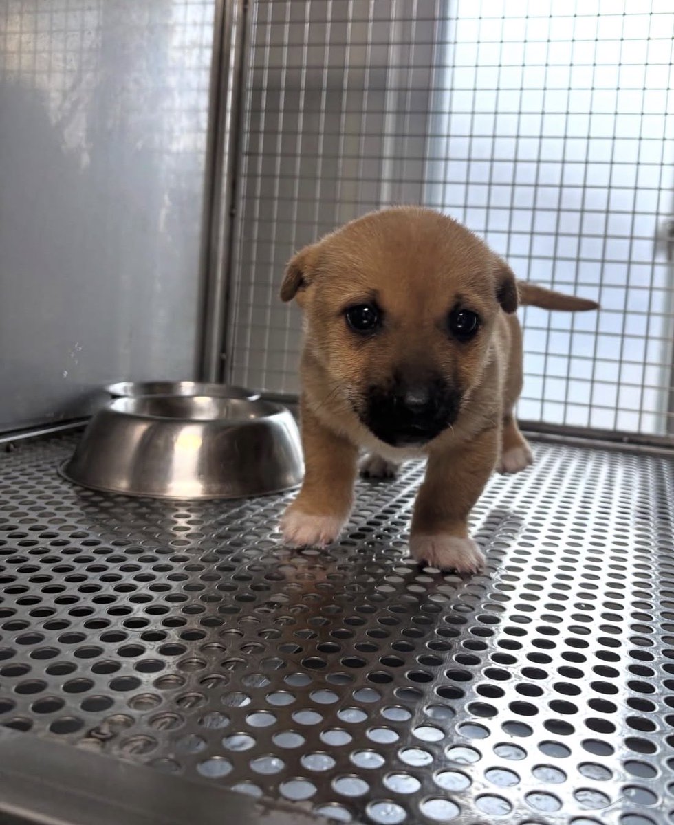 와 영광보호소 아기
안락사 확정이라 임보처도 찾는거같아요
강아지똥처럼 생겼어…