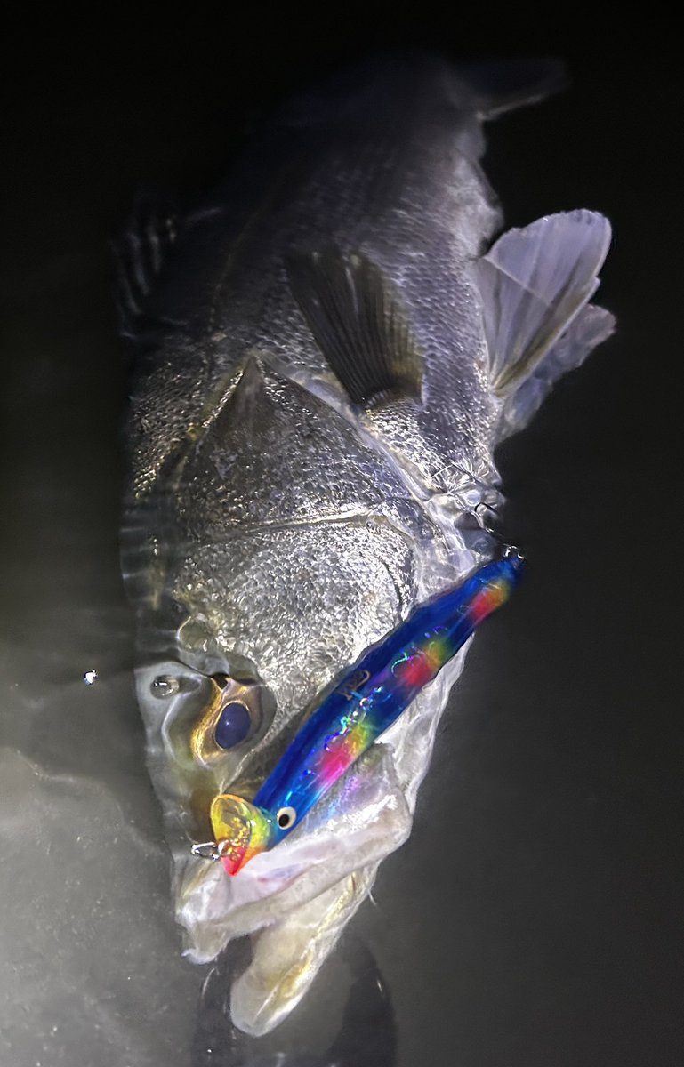 【公式】fisherman's mountain(fimo) tweet media