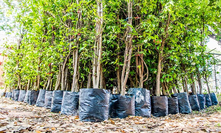 treemissions's tweet photo. 🌳 Why Planting Trees Should Be Your Next Big Move 🌍

Imagine if every time you did something small, it had the power to change the world. Here's why planting trees is not just good for the planet, but essential:

- Combat Climate Change: Trees are nature's air purifiers. They absorb CO2, reducing greenhouse gases. Each tree can absorb nearly 10 pounds of polluted air each year! 🌬️

- Biodiversity Boost: Trees are homes for wildlife, from birds to insects. They're not just planting a tree; you're creating an ecosystem. 🐦🐾

- Cooler Cities: Urban areas can be heat islands. Trees provide shade, reduce heat, and even lower energy costs for cooling. 🌞

- Mental Health & Community: Living near trees can lower stress, encourage physical activity, and even reduce crime. They're like nature's therapists! 🧘‍♂️

- Prevent Flooding & Soil Erosion: Their roots hold the soil, preventing landslides and reducing runoff, which helps in flood control. 💧

- Economic Value: Properties with trees are worth more. Plus, they create jobs in forestry, conservation, and more. 💰

But what if you're thinking, "I'd love to plant trees, but I don't have the space or time"? Here's where Treemissions comes in:

- Planting on Your Behalf: You can contribute to tree planting initiatives without ever picking up a shovel. Organizations like Treemissions do the work for you, ensuring trees are planted where they're needed most.

- Global Impact: Your contribution can lead to trees being planted across the globe, making a real difference in climate resilience and biodiversity.

- Community Engagement: By supporting #Treemissions, you're part of a global movement. Share your support with #PlantOnBehalf, and inspire others to join in.

Let's make planting trees the trend that lasts. Whether you plant one in your backyard or support initiatives like Treemissions, every tree counts. 

🌳 Join the Movement! Use #PlantATree, #GreenFuture, #EcoFriendly, #TreeMissions, and let's make our planet greener together. 🌍

Remember, the future is not just about what we leave behind, but what we plant for tomorrow. Let's grow our world, one tree at a time! 🌱✨
