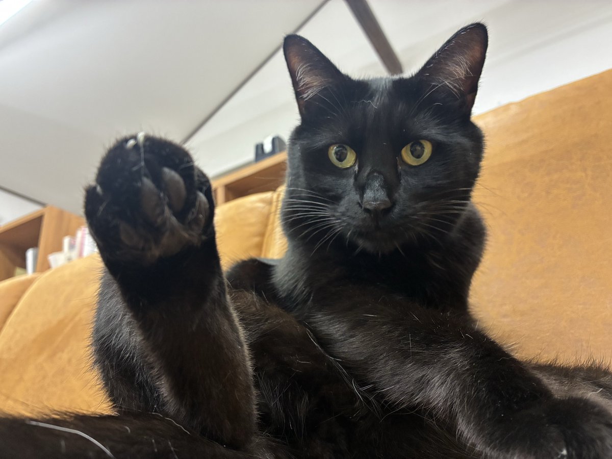 キジネコ様 (@Motidukineko) / Posts / X