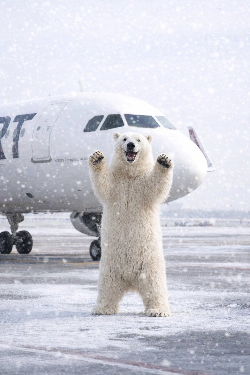 JetSMART tweet media