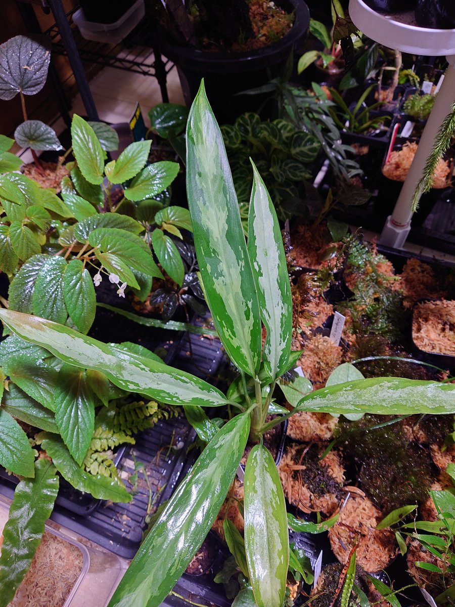 mt20th's tweet photo. Aglaonema philippinense？
検索してみたけどよくわからず
水染みが出てるの放置してたので移動 https://t.co/uyh1cAysSU