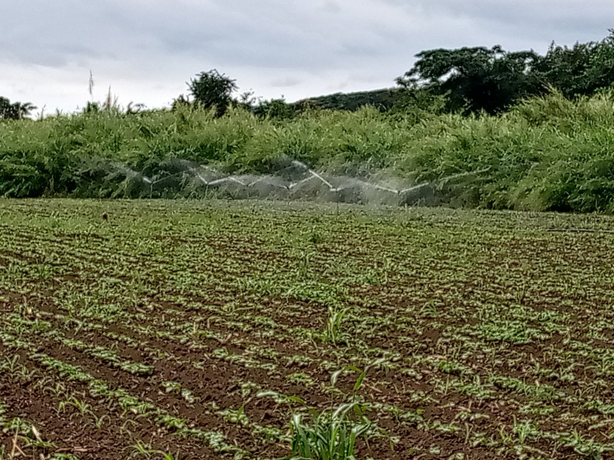 Reconforta llegar a lugares donde a pesar de las dificultades no se anda de brazos cruzados esperando soluciones desde arriba. La CCS Ismael Valdivia en #TinidadDeCuba es un ejemplo de lo que se puede lograr con esfuerzo y dedicación.
#SanctiSpíritusEnMarcha
#DePieYCombatiendo