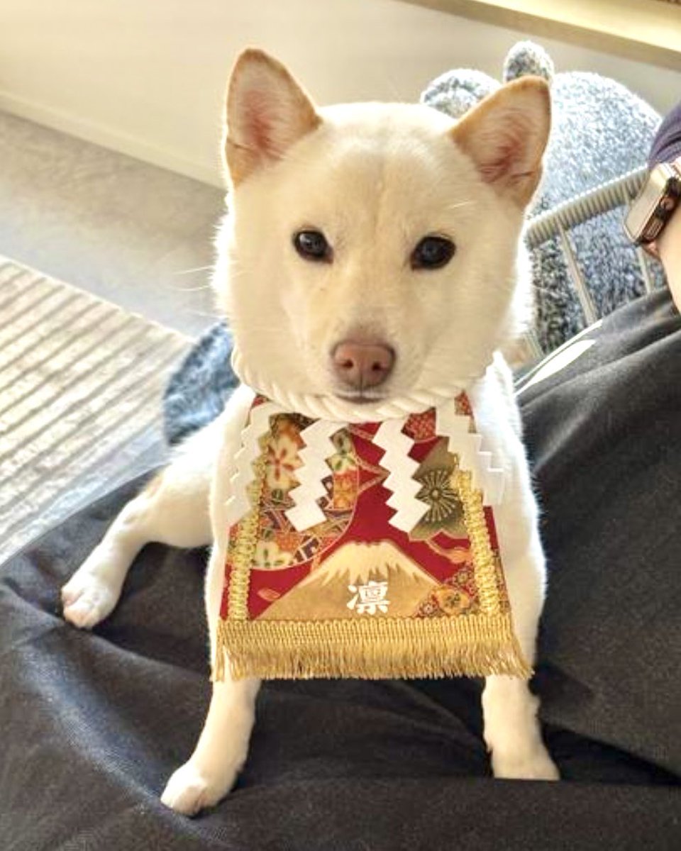 🐤カッチョ | ハンドメイド作家 (@chick_2_picnic) / Posts / X