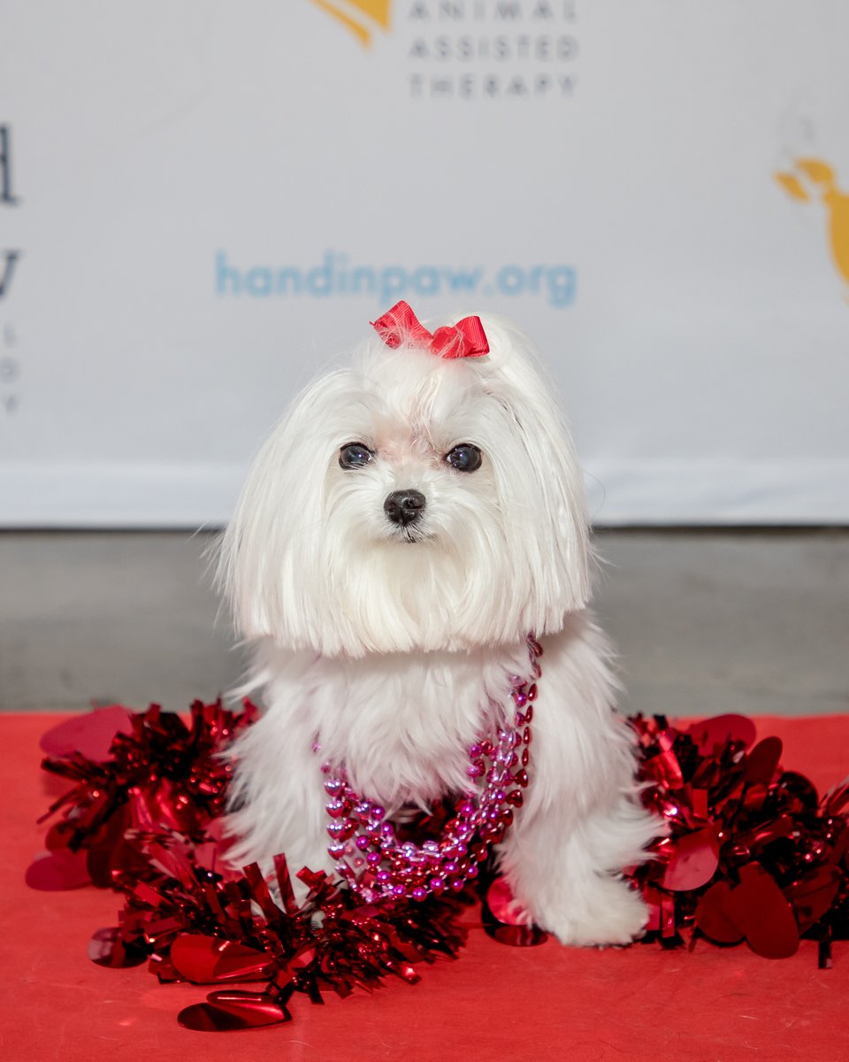 Hand in Paw tweet media