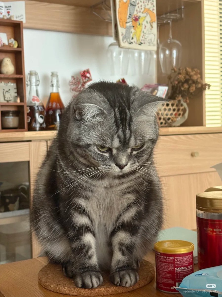 No Context Cats tweet media