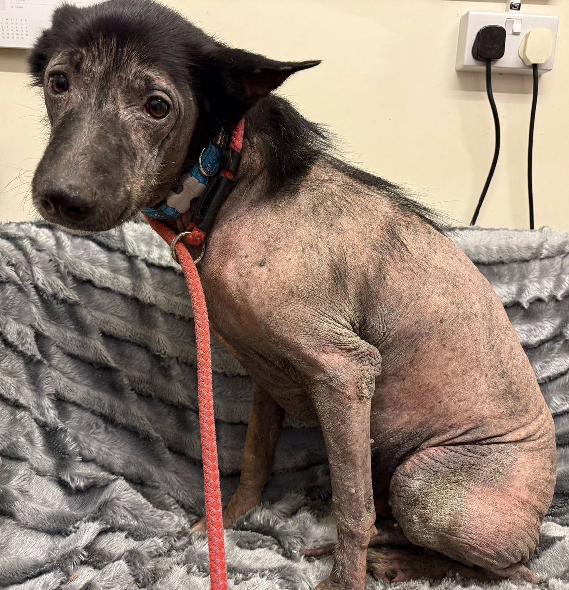 Animal Adoptions UK 🐕🦺🐈🐎❤️ tweet media