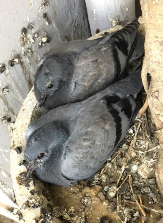 Civil Learning tweet media