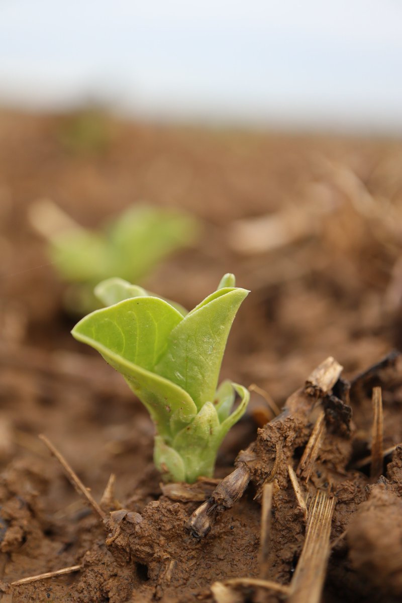 Clarisse_TI_NE's tweet image. En cette journée mondiale des #légumineuses, je ne pouvais m'empêcher de glisser dans votre fil mes dernières photos de #pois et #féverole de Lorraine😁🌱