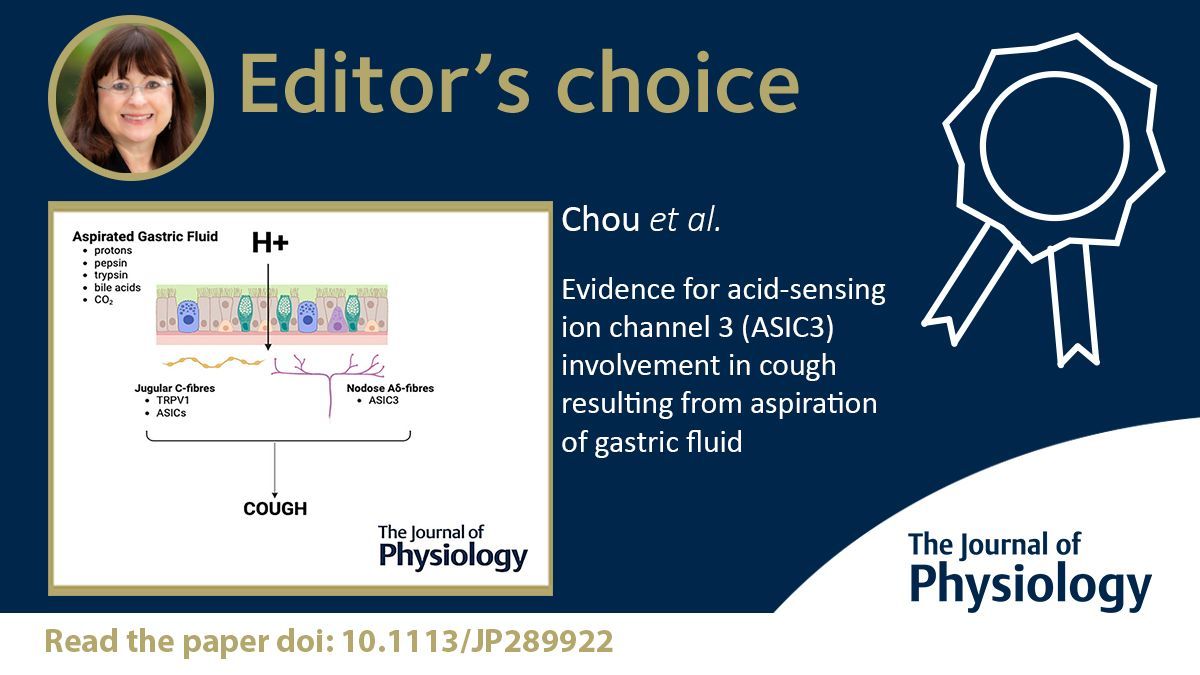 JPhysiol's tweet image. 🎓️ EDITOR'S CHOICE 🎓️ 

Chou et al. (@LTNeurorecovery) show that cough depends on the proton content of #gastric contents and is mediated by ASIC3 on vagal afferents. This work has relevance for the prevention of aspiration #pneumonia 🫁 

📜 🔗 buff.ly/OYGPv0U