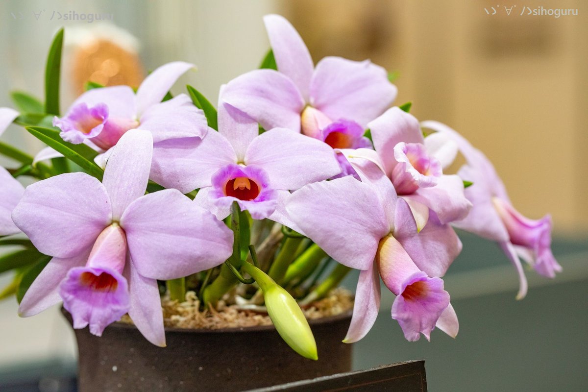 世界らん展全体2位のカトレア、もしや24年に優良賞を受賞した個体では