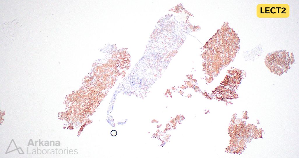 Arkana Laboratories tweet media