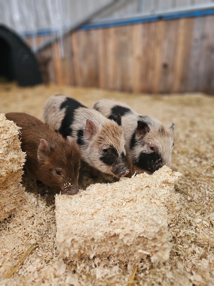 Kew Little Pigs Farm tweet media