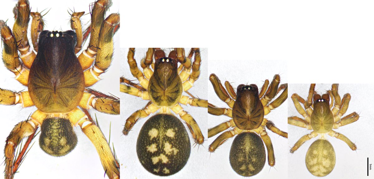 大分県某所産のナミハグモ属の種アセンブリ
同所的に体サイズや体色の異なる種が生息する
真ん中の2種はオスに顕著な体サイズ差がみられた

なお、左から順に不明種、不明種、不明種、クニサキヒメナミハグモである
