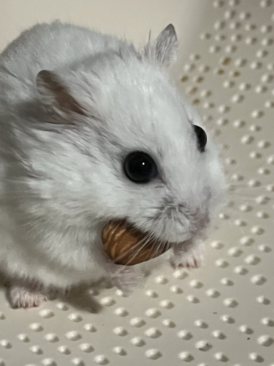 두치야 아몬드 먹어라.. 두치 아몬드 먹어.. 두치야 두치 이거 아몬드 먹어.. 두치야 아몬드 먹어라.. 두치 아몬드 먹어.. 두치야 두치 이거 아몬드 먹어.. 두치야 아몬드 먹어라.. 두치 아몬드 먹어.. 두치야 두치 이거 아몬드 먹어..