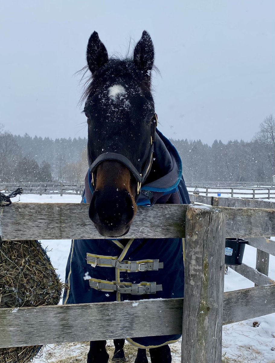 ClothesHorse39's tweet image. ~Sunny, Sassy &amp;amp; Phil having fun in the snow!~🏇🇨🇦💙🤍❄️⛄️ #Thoroughbreds #HappyHorses #FridayFeeling #HorseLove #Winter #Snow