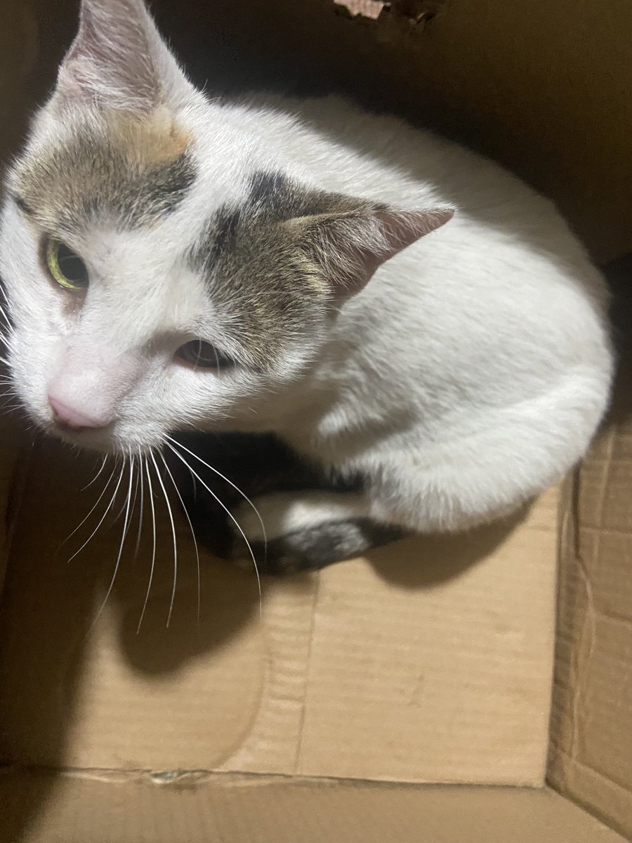 SARAMoh69489245's tweet photo. Hello, my friends, I am grateful to you for your support for our cats,🫂 but they are very hungry and there are so many of them that I must write to you every day asking for your help.🙏🙏😿 They are very hungry and sad when I cannot visit to feed them, and they are left with no option but to eat through garbage or human waste to survive, which is heartbreaking, my friends.💔😿😿💔 I hope you understand why I continue to talk with you about this so frequently. Of course, the cats are not the only ones suffering with a miserable life, and many people are in need of our help.😢 Many local kitchens are being forced to close like ours was, and I am worried that people will starve. We can not let the families living in the cruelty free tent camp starve or go without their necessary medications, my friends.🙏🙏⛺️💔 Please help them if you feel like you can.🙏🫂 I am very worried about the terrible costs to survive for my own family and the rising debts I must pay. I can't let my daughter and my son go hungry, my friends, I will starve before they go without.😭😢💔🙏🙏 Please be there for everyone who needs help; I know its a lot to ask but many people have their life at risk, my friends. Thank you for your continued support for us here. 🫂❤️

🇵🇸🫂 My family's GFM: https://t.co/B93d3fuCef
🐱🐾 My PayPal (to help the animals): https://t.co/gO8dJBveTf
🍚🙏 Kitchen/Camp Project: https://t.co/vnGZyzNCaM