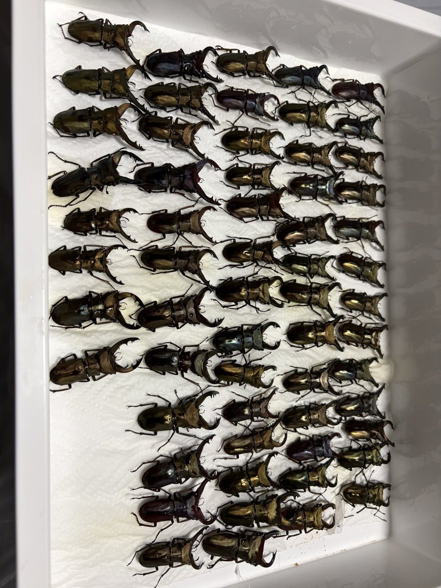 Stag&Stuck (@StagStuck19358) / Posts / X