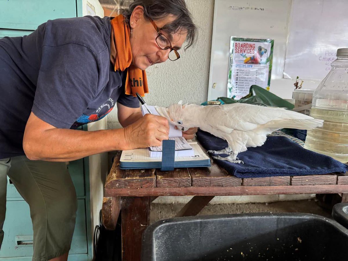 Brainy Birds SA tweet media