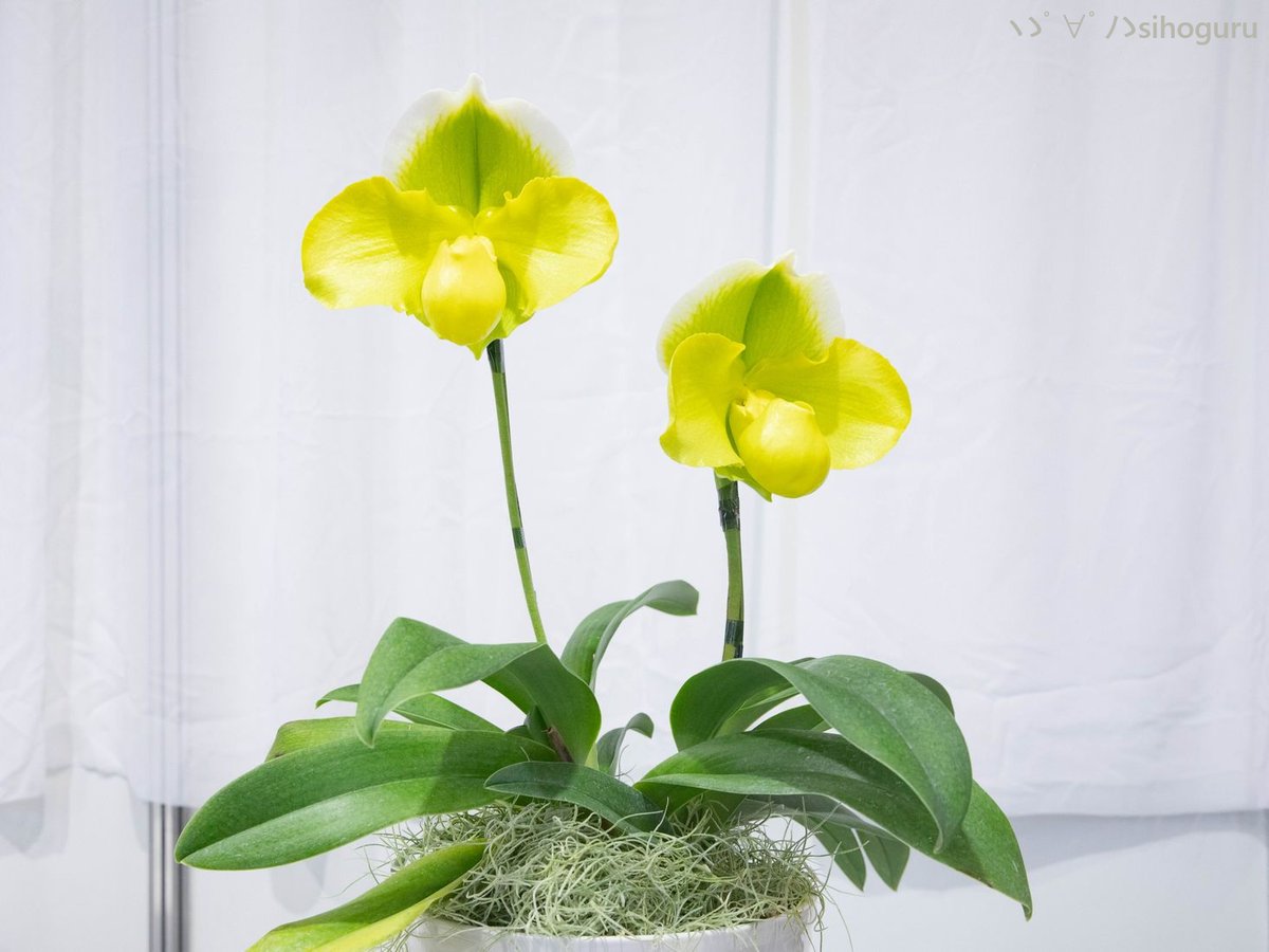 世界らん展全体2位のカトレア、もしや24年に優良賞を受賞した個体では