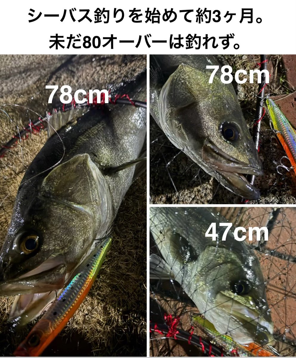 o_tech_55's tweet photo. 昨日の釣果。80cmの壁は高い。

#シーバス #釣り #ルアー #福岡 #北九州 https://t.co/E14LzOM8OR