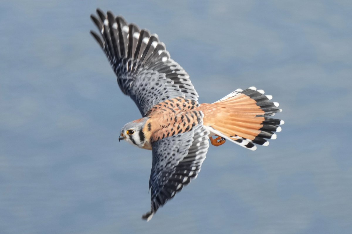 The American Kestrel is the smallest and most colorful falcon in North America. Its feathers are patterned with blues, reds, grays, browns, and blacks, making this small bird of prey a real eye-catcher!

🔗Learn more at hollywoodcemetery.org/visit/natural-…

📷: Bill Draper Photography