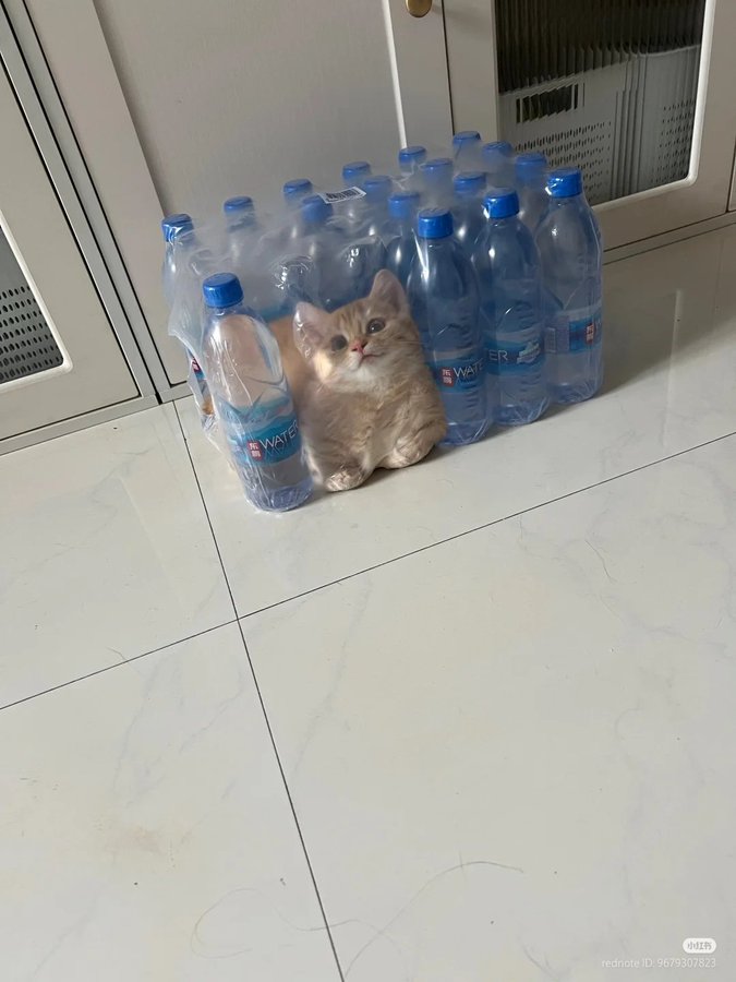 petcats99's tweet photo. 🥳 https://t.co/T30ufM489j