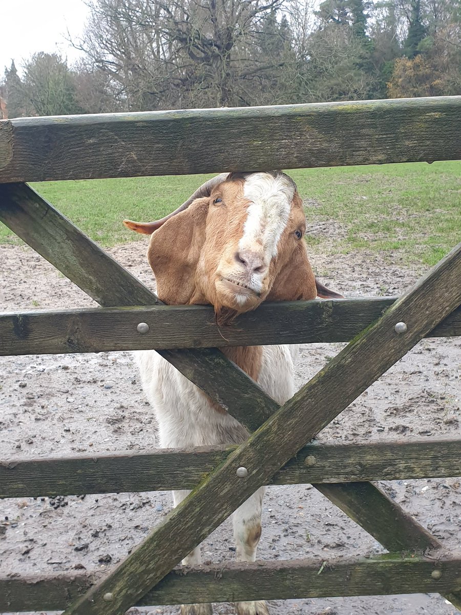 Buttercups Sanctuary For Goats tweet media