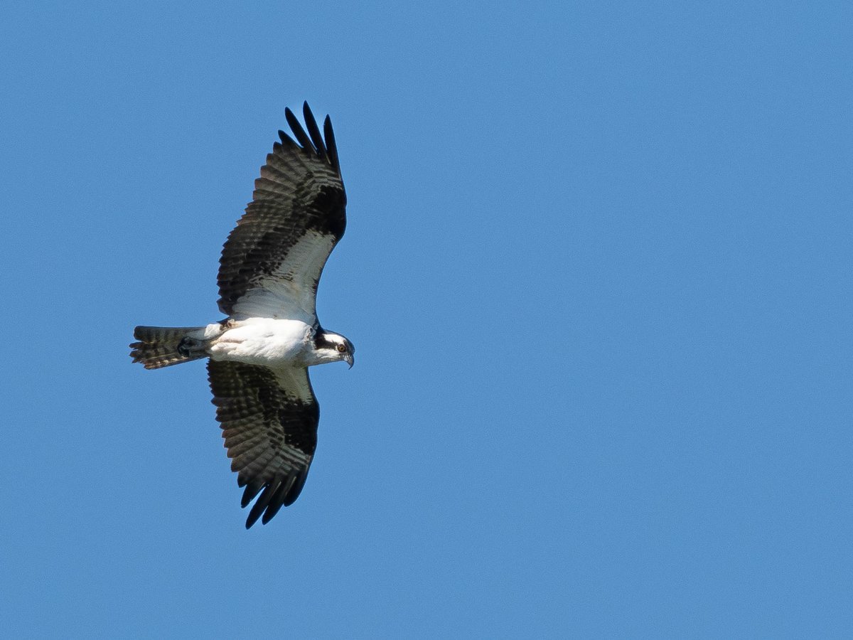 Rick Matsen tweet media