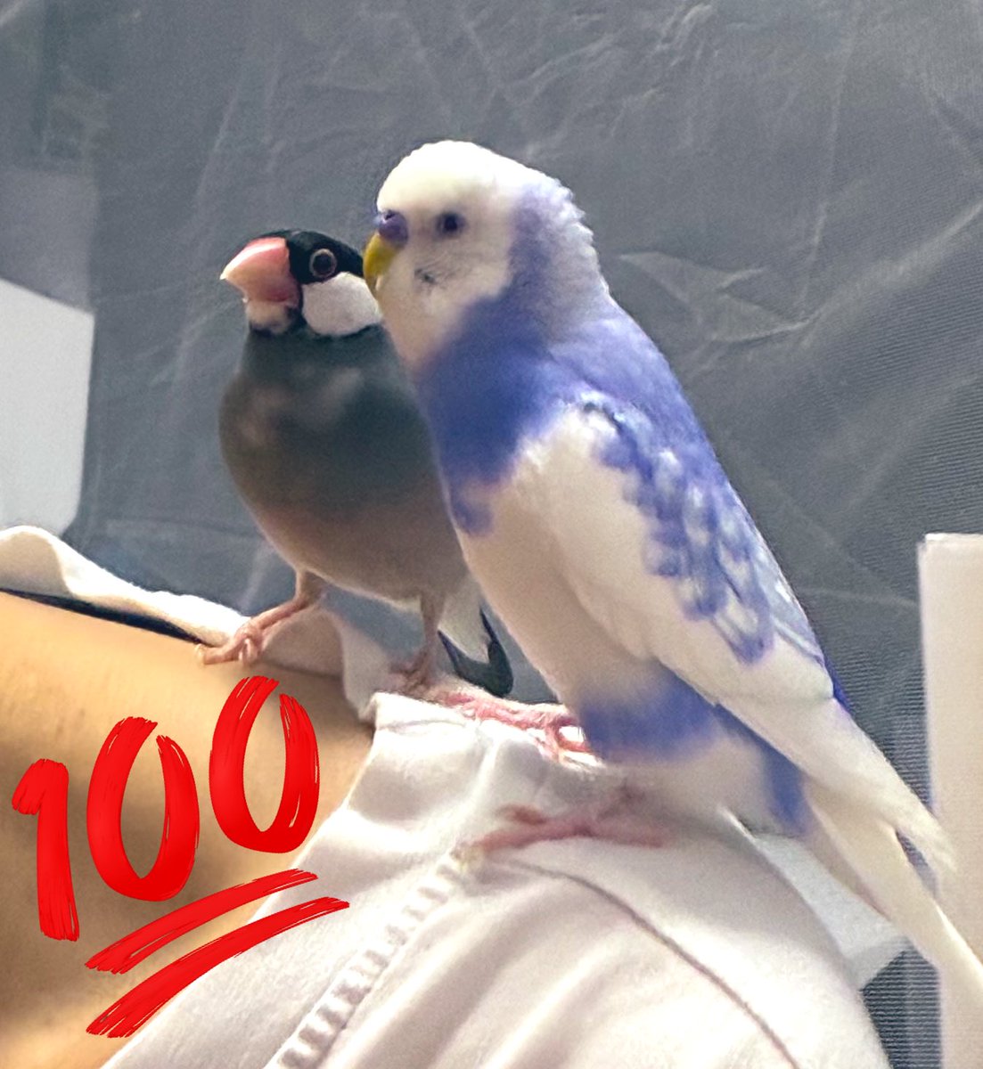 セキセイインコ