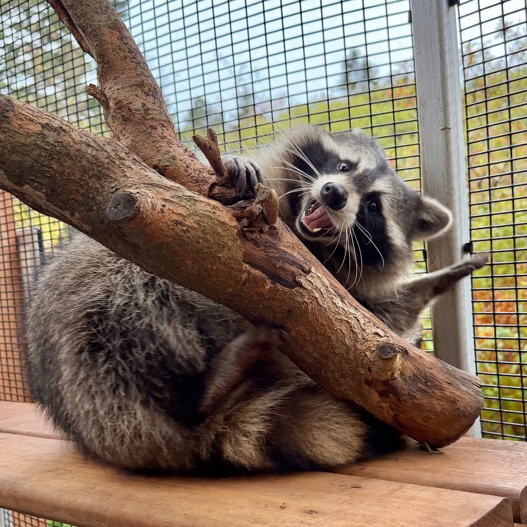 raccoonAuras's tweet photo. https://t.co/rrLPAwNHdc