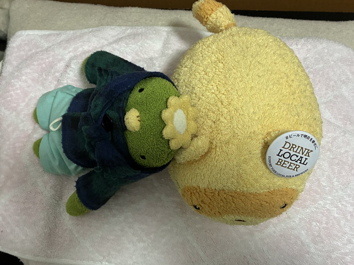 仕事がフェス状態でわりかし疲れてきたご主人が、センタローくんの顔を見て、
「君はイケメンやなぁ。イケメンに生まれてきてほんまにラッキーやったなぁ」
とか言ってる。
そしてセンタローくんは”当然だろ“という顔。何その自信。
(枕にされてるたぬきちさん)