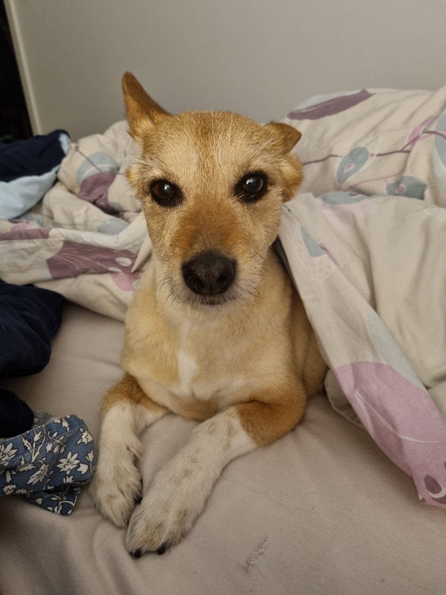 Eduardo Suárez 🇵🇱🇧🇻🇦🇺🇺🇦 tweet media