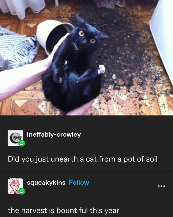 petcats99's tweet photo. https://t.co/mQV4xLjlF5