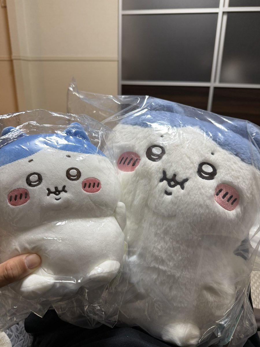 でぶハチワレ抱っこしてたら、
「デブが3匹」
って言われたら🥺

妻ひどい🥺