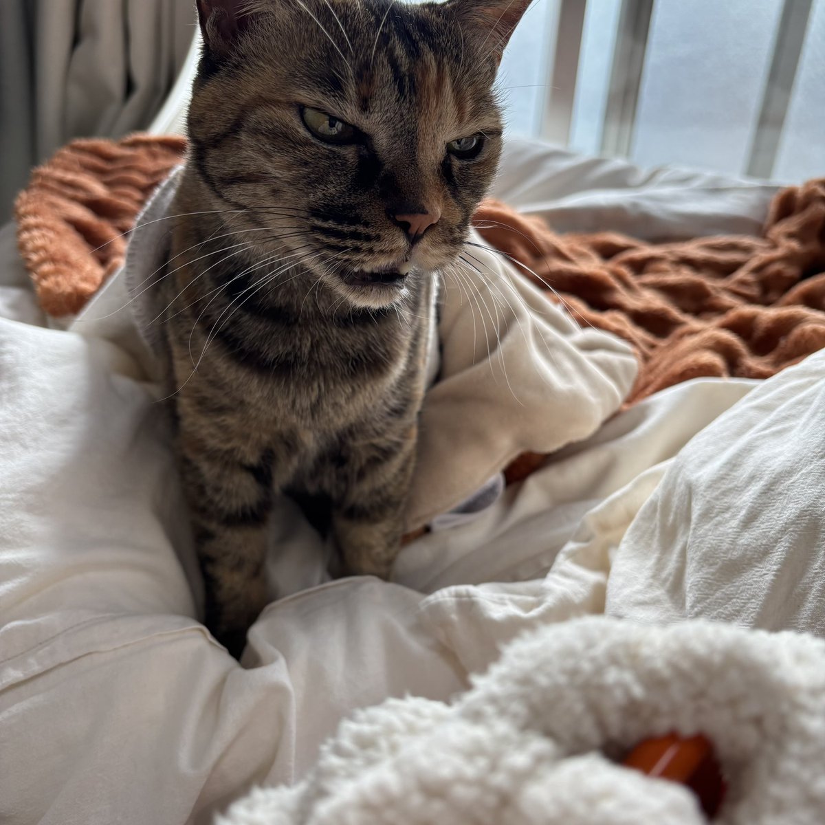 オンライン会議の後ろで大暴れした
言い訳を述べていました