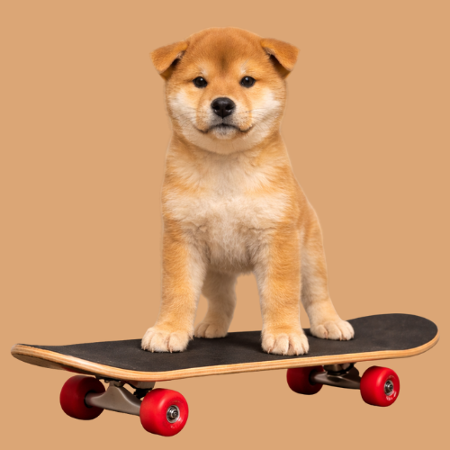 DrDeploy's tweet image. yo im onboarding this shiba, hes gonna claim trust!!!