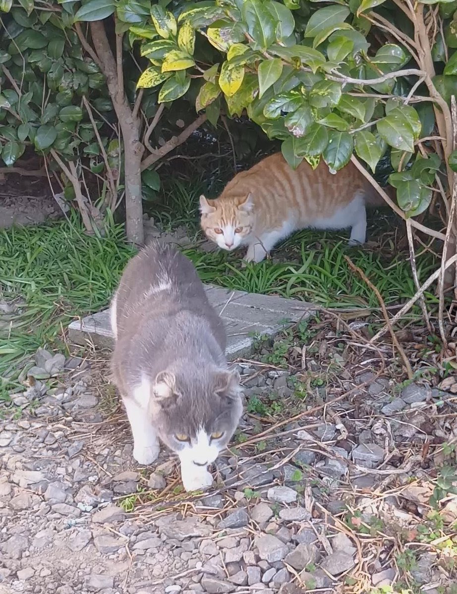 アメリカンカールの母猫が昨日から姿見えず…もう猫たち発情が始まってます。
大きな♂の野良猫も見ました😣
茶白…きっと父親

家に入れなくなってしまった子たちがどうやって生きていけるのだろうか…
今朝は子どもたちだけ姿を現しました

あと4日、どなたか里親になってくださる方は居ませんか？