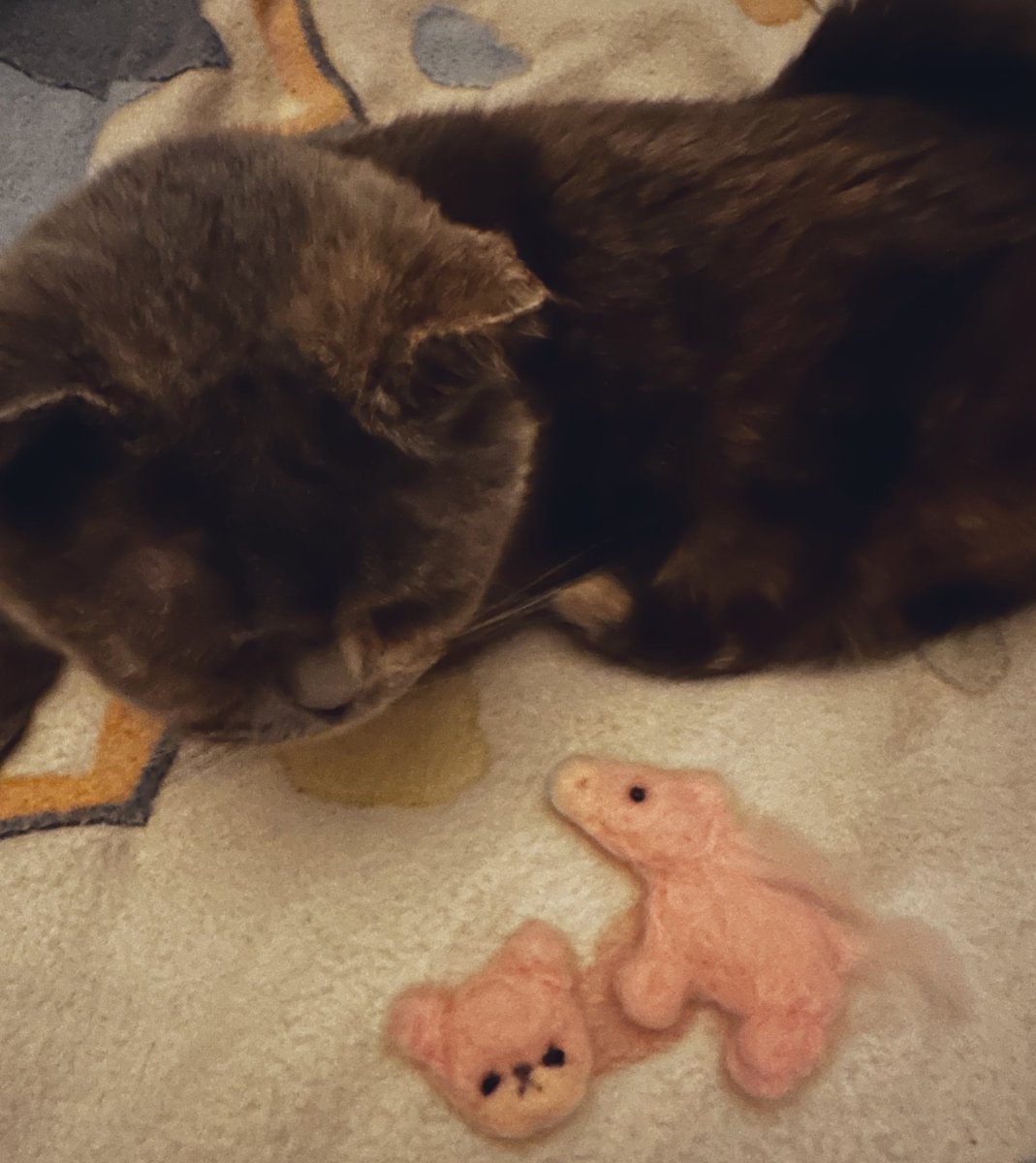 はれちゃんの手作り羊毛フェルト届いたよー♡ かわちい💓