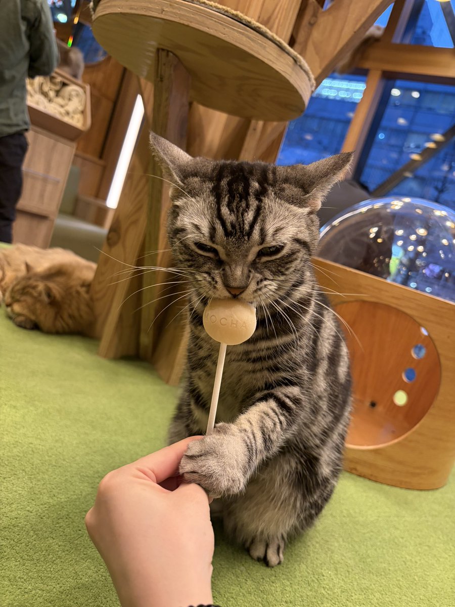 最近行った猫カフェ🐱🎀
とってもとっても癒された～ฅ🤍