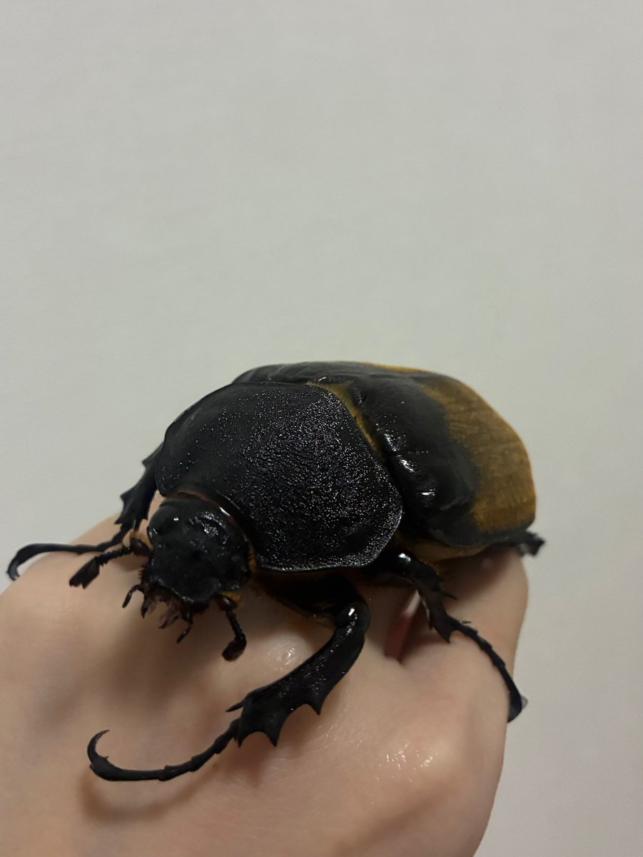 カブトムシ(♀)の毛に惚れてはや16年、、
今でも特に毛がだいすきな現役アイドルです❕