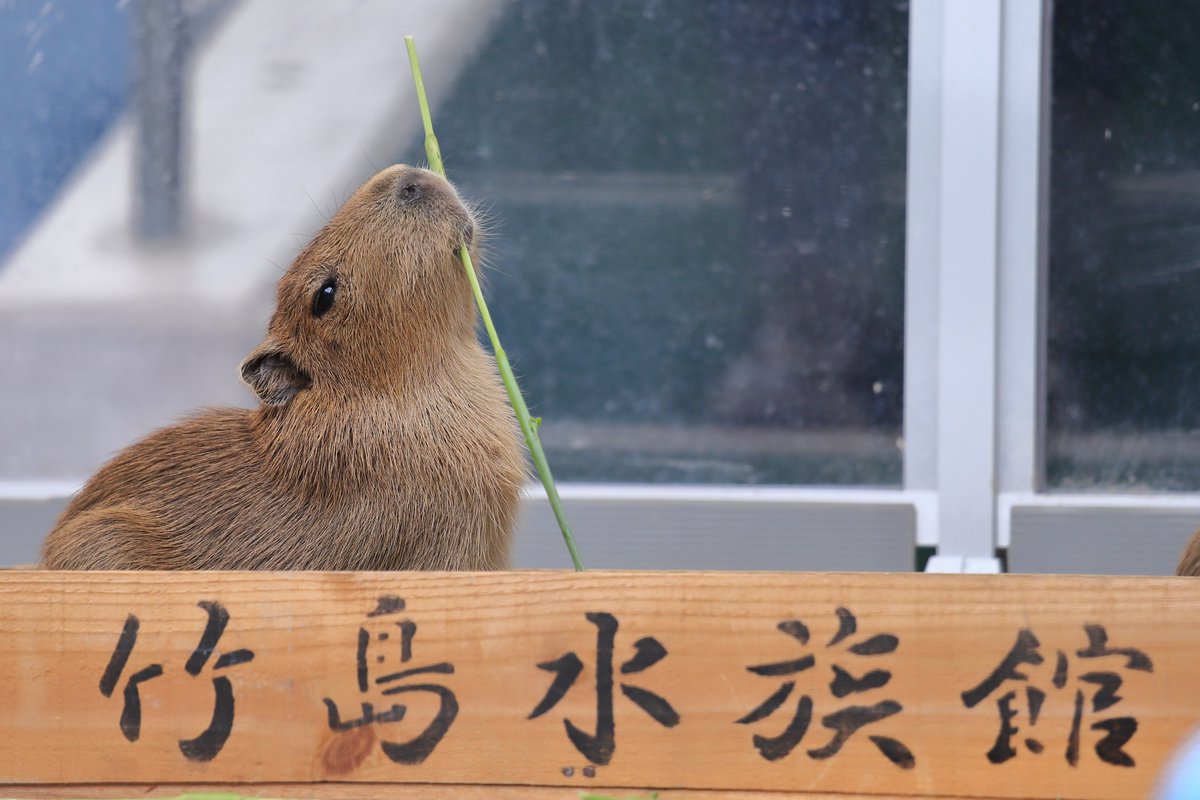 けろけろ (@capyanimal) / Posts / X