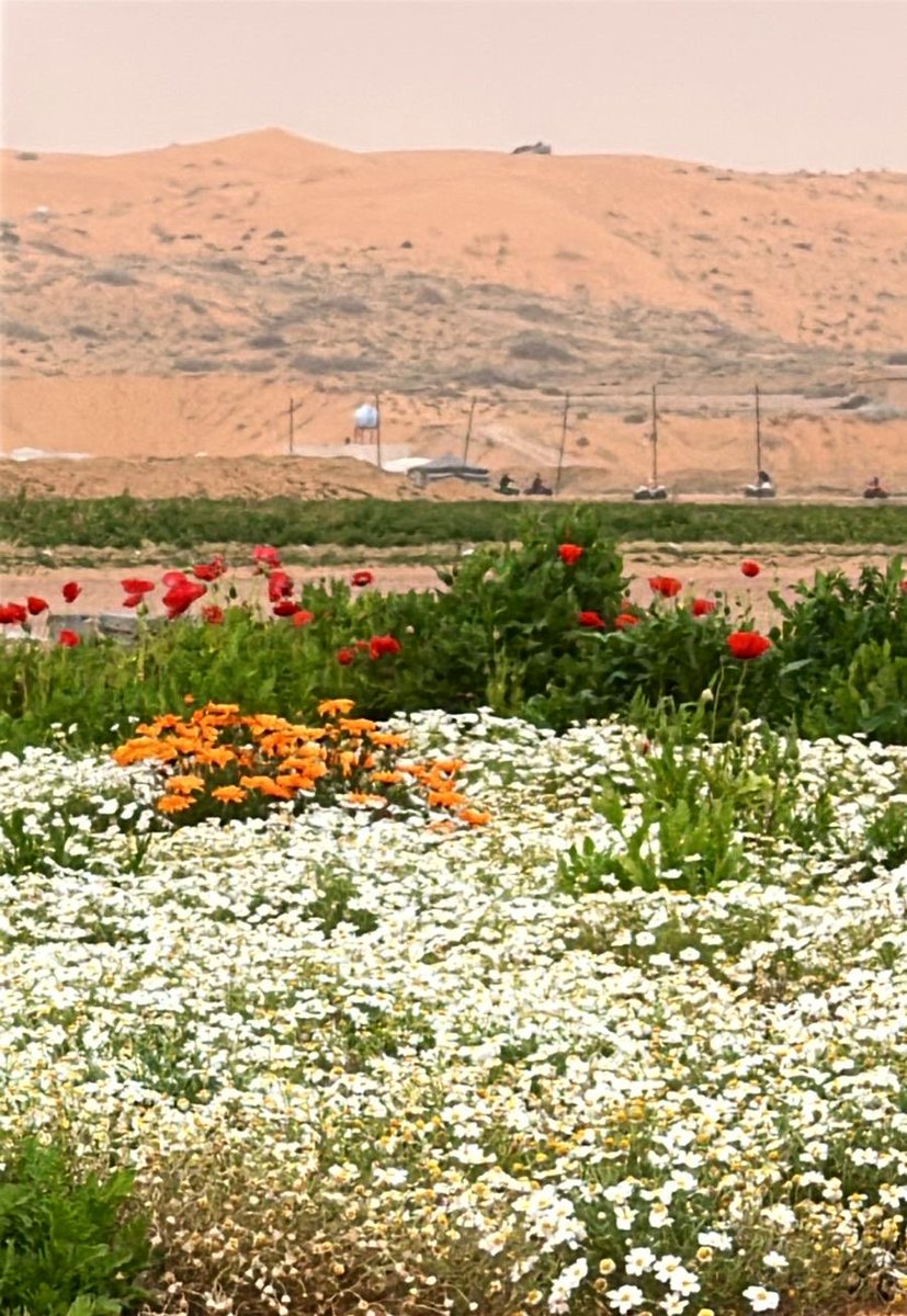Hamoud_shammari's tweet photo. الجمعة 
6 Feb
🇸🇦 https://t.co/FtF68YhIbI