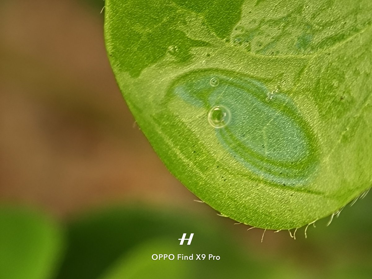 charly_tilittt's tweet photo. Fotos tomadas con la camara 📸del móvil 📲 oppo find x9 pro
#oppomexico
#oppo
#Hasselblad
#findxseries https://t.co/n1mGjvmvpU