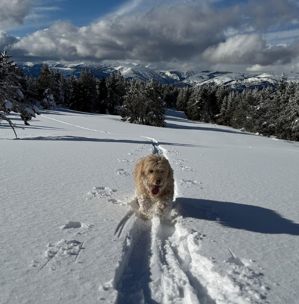 Carlos Checa Carrera tweet media