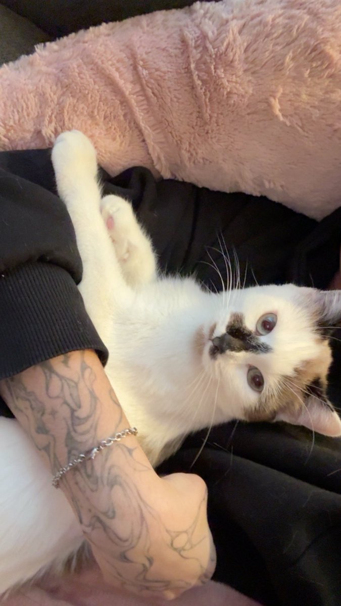 moïra ❀ tweet media