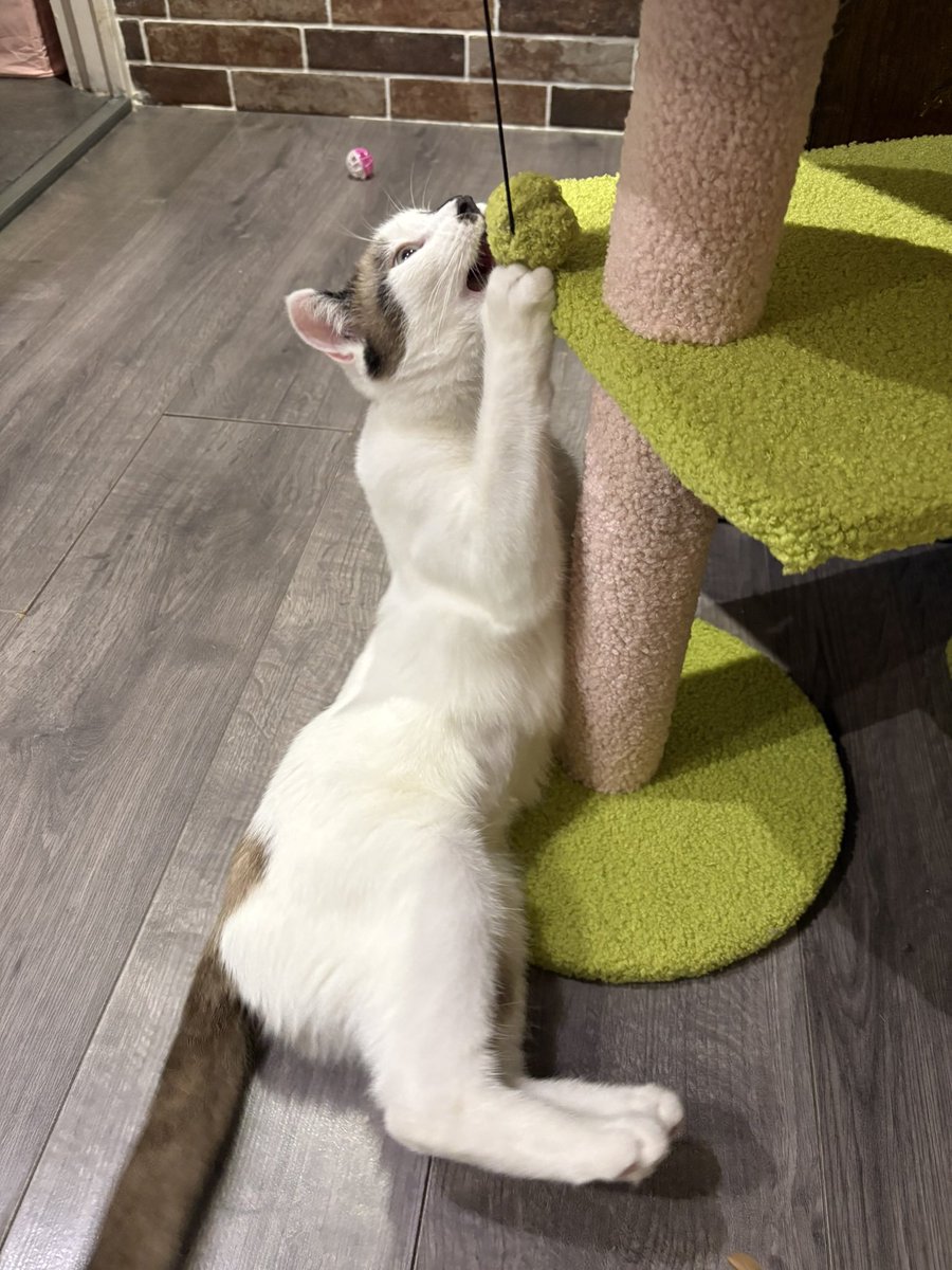 moïra ❀ tweet media